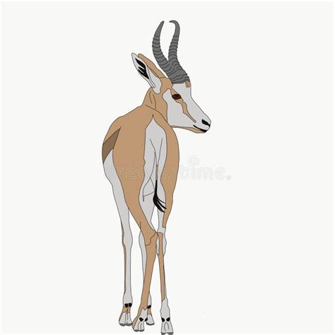 springbok clipart|240+ Springbok Stock Illustrations, Royalty.